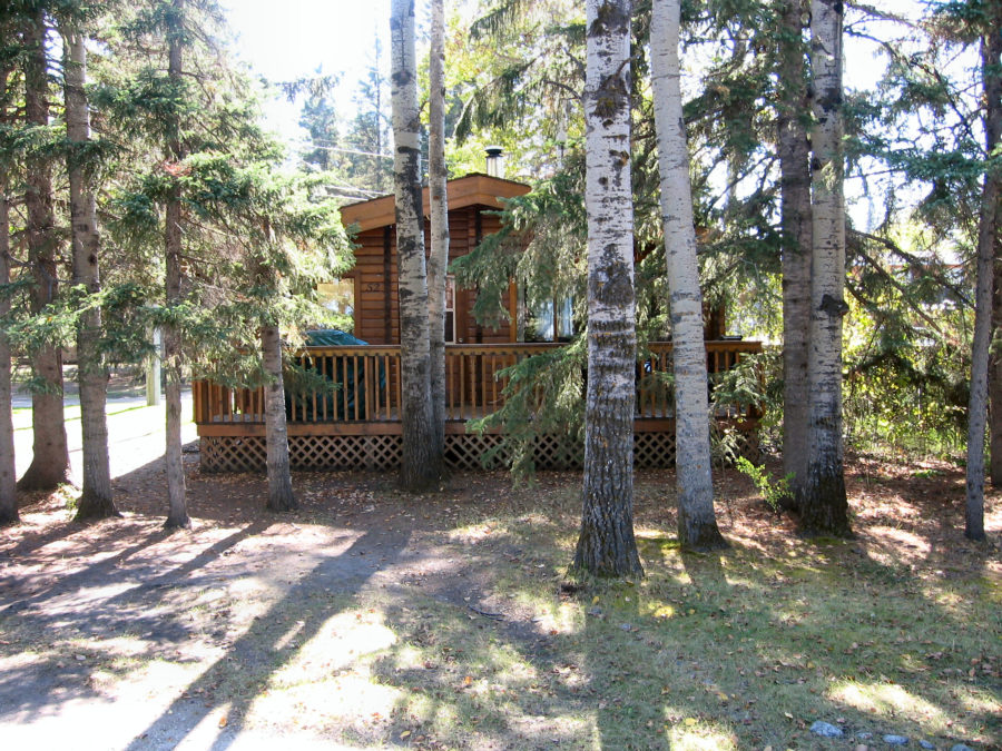Cedar Cedar